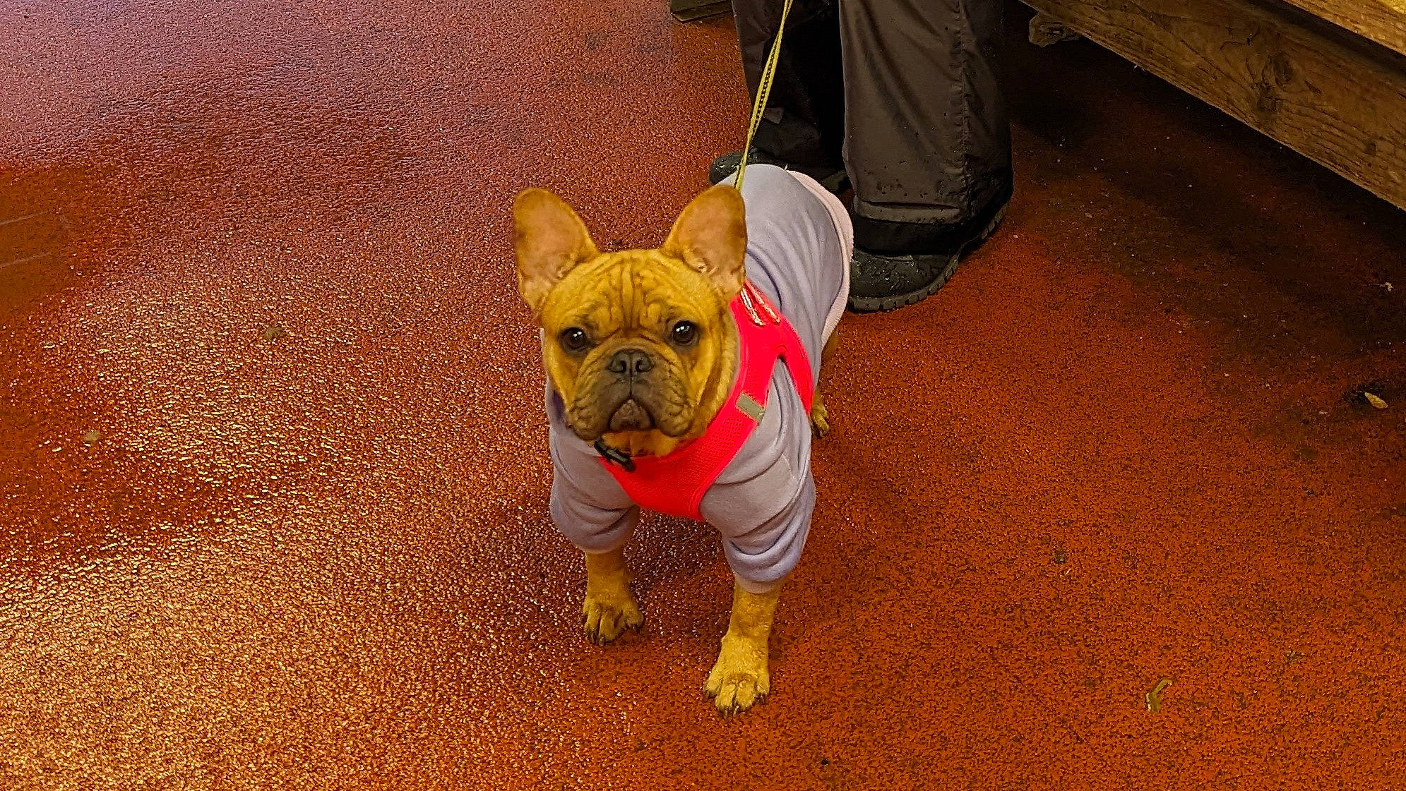 Ravanui a rejoint le concours — aidez-le/la à gagner de superbes lots ! backpack, bag, bulldog, canidae, carnivore, companion_dog, dog, dog_breed, fawn, flooring, french_bulldog, grass, leash, luggage_and_bags, molosser, non_sporting_group, snout, sporting_group, toy_dog, wrinkle