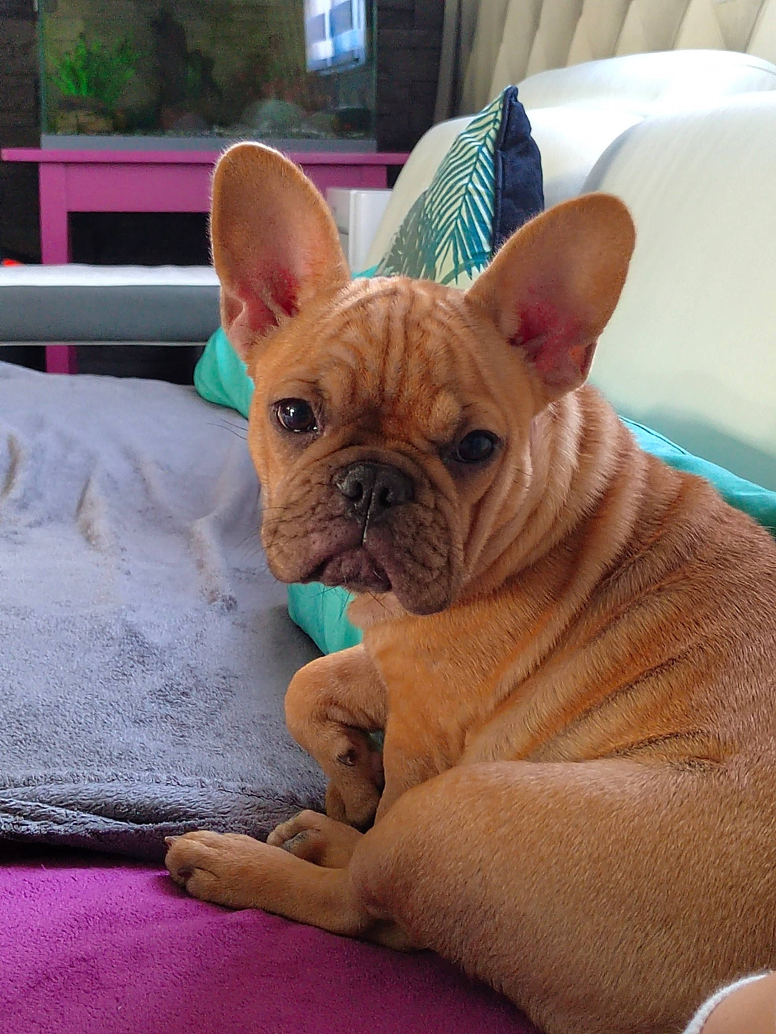 Ravanui participe au concours pour gagner de l'argent avec cette photo : bulldog, canidae, carnivore, comfort, companion_dog, dog, dog_breed, ear, fawn, non_sporting_group, snout, sporting_group, terrestrial_animal, toy_dog, whiskers, working_animal, wrinkle