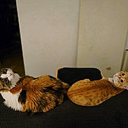 Kai And Loki is registered to the contest to win money with this photo: cat, calico_cat, orange_tabby, indoor, couch, pet, animal, feline, fur, looking, side_by_side, curious, domestic_cat, two_cats, resting, household, cozy, companion, whiskers, ears