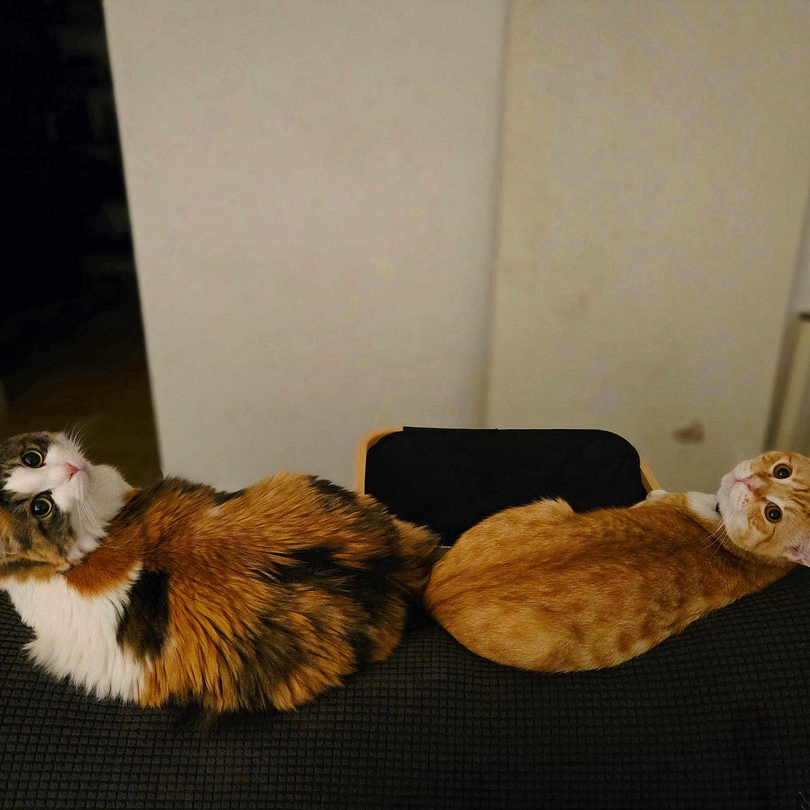 Kai And Loki is registered to the contest to win money with this photo: cat, calico_cat, orange_tabby, indoor, couch, pet, animal, feline, fur, looking, side_by_side, curious, domestic_cat, two_cats, resting, household, cozy, companion, whiskers, ears