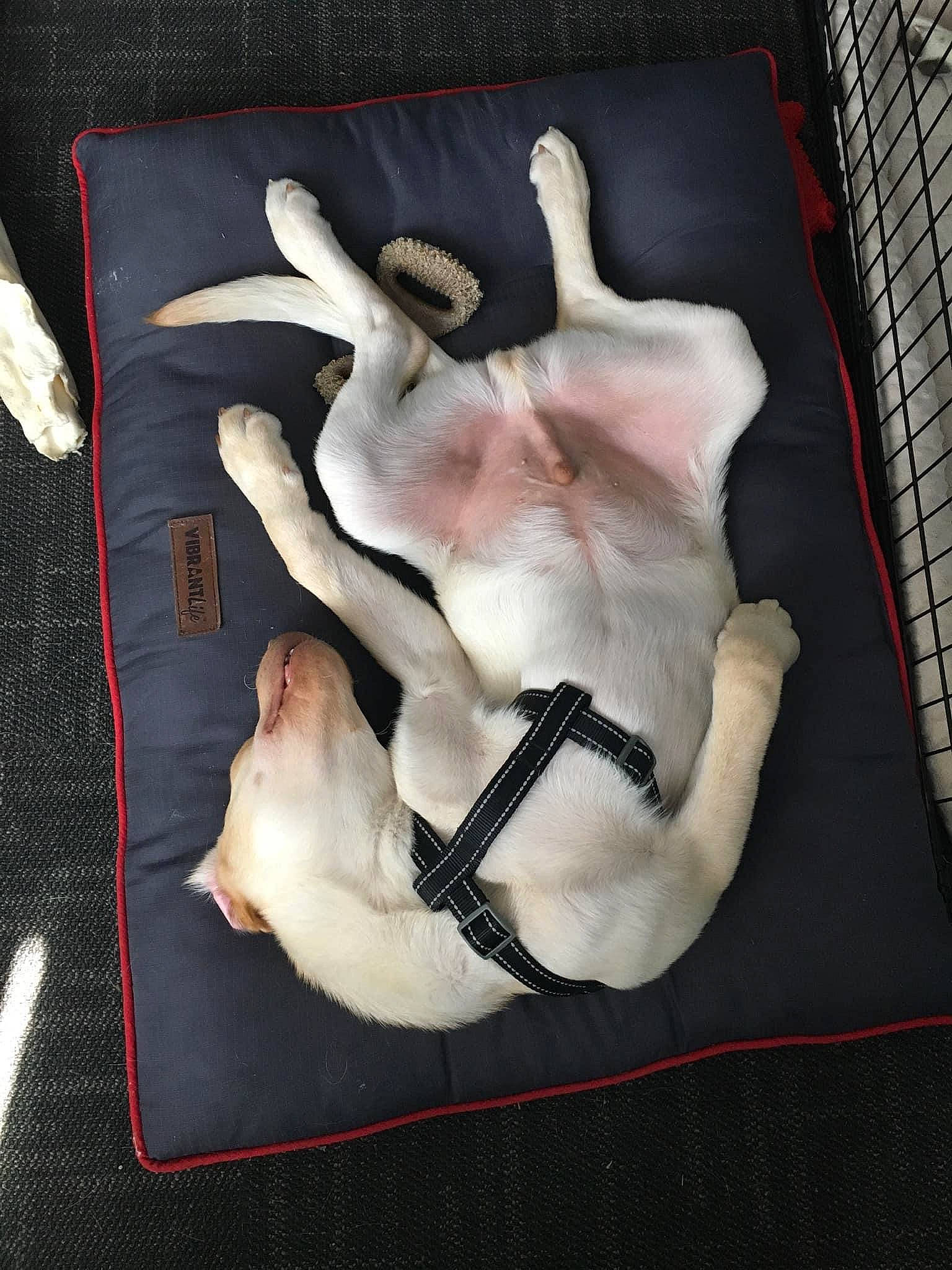 Jake joined the competition — help win amazing prizes! canidae, carnivore, companion_dog, dog, dog_breed, fawn, fox_terrier, french_bulldog, non_sporting_group, paw, sporting_group, tail