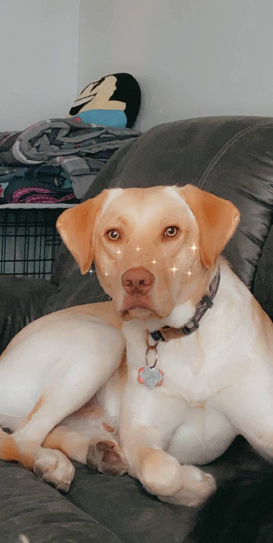 Jake is registered to the contest to win money with this photo: canidae, carnivore, companion_dog, dog, dog_breed, fawn, hunting_dog, labrador_retriever, mammal, pointer, puppy, puppy_love, rare_breed_dog, retriever, snout, sporting_group, vertebrate