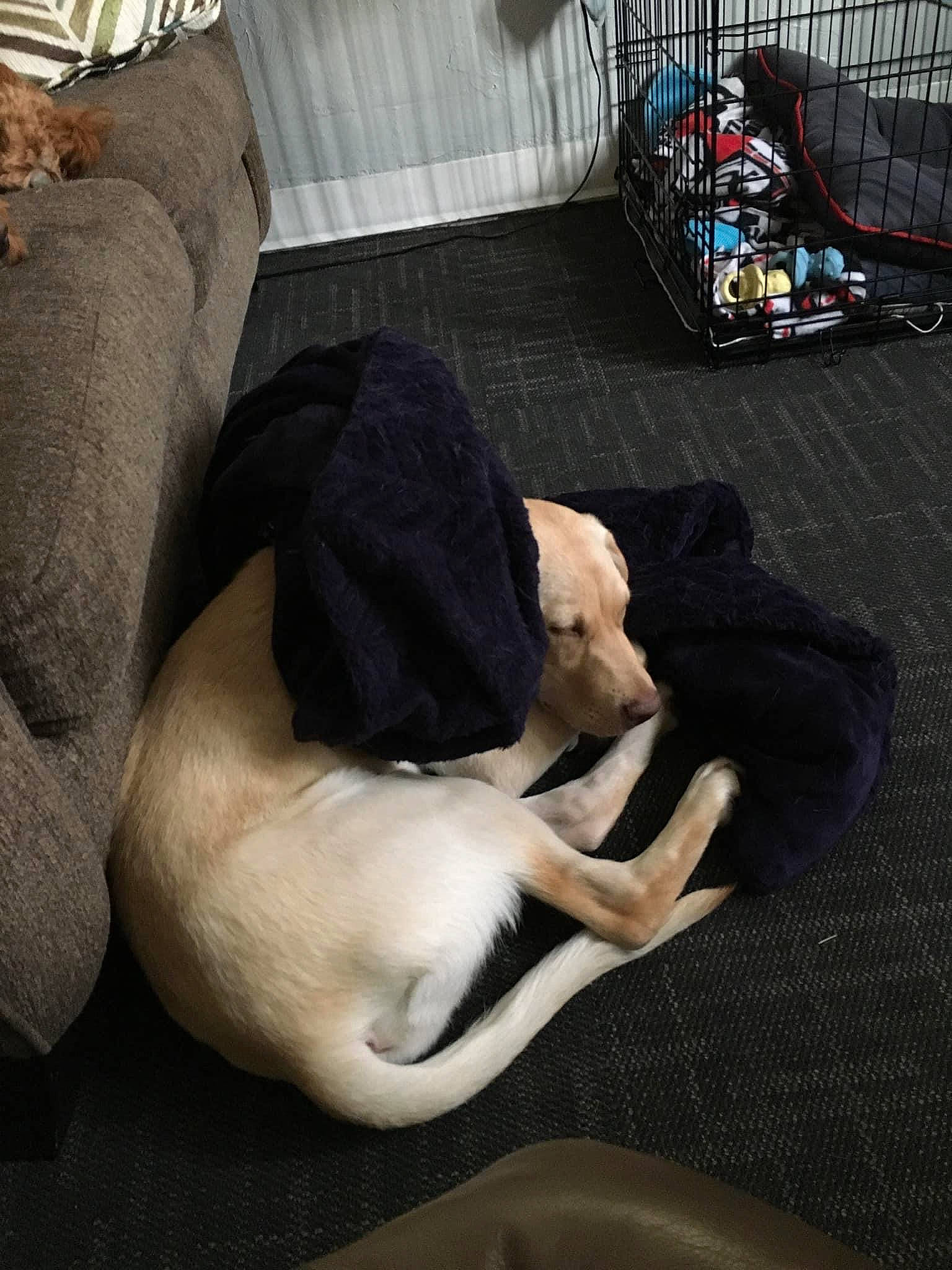 Jake joined the competition — help win amazing prizes! canidae, carnivore, comfort, companion_dog, dog, dog_breed, fawn, leg, nap, sporting_group