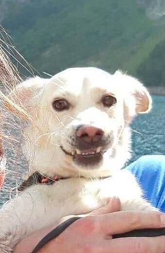 César participe au concours pour gagner de l'argent avec cette photo : canidae, carnivore, companion_dog, dog, dog_breed, eye, fang, fawn, fur, happy, non_sporting_group, snout, sporting_group, terrestrial_animal, water, whiskers, working_animal