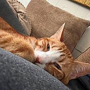 Carl is registered to the contest to win money with this photo: cat, orange_tabby, sleeping, close_up, cozy, cushion, pillow, indoor, pet, feline, whiskers, ears, fur, resting, relaxed, home, comfort, soft_texture, cute, animal