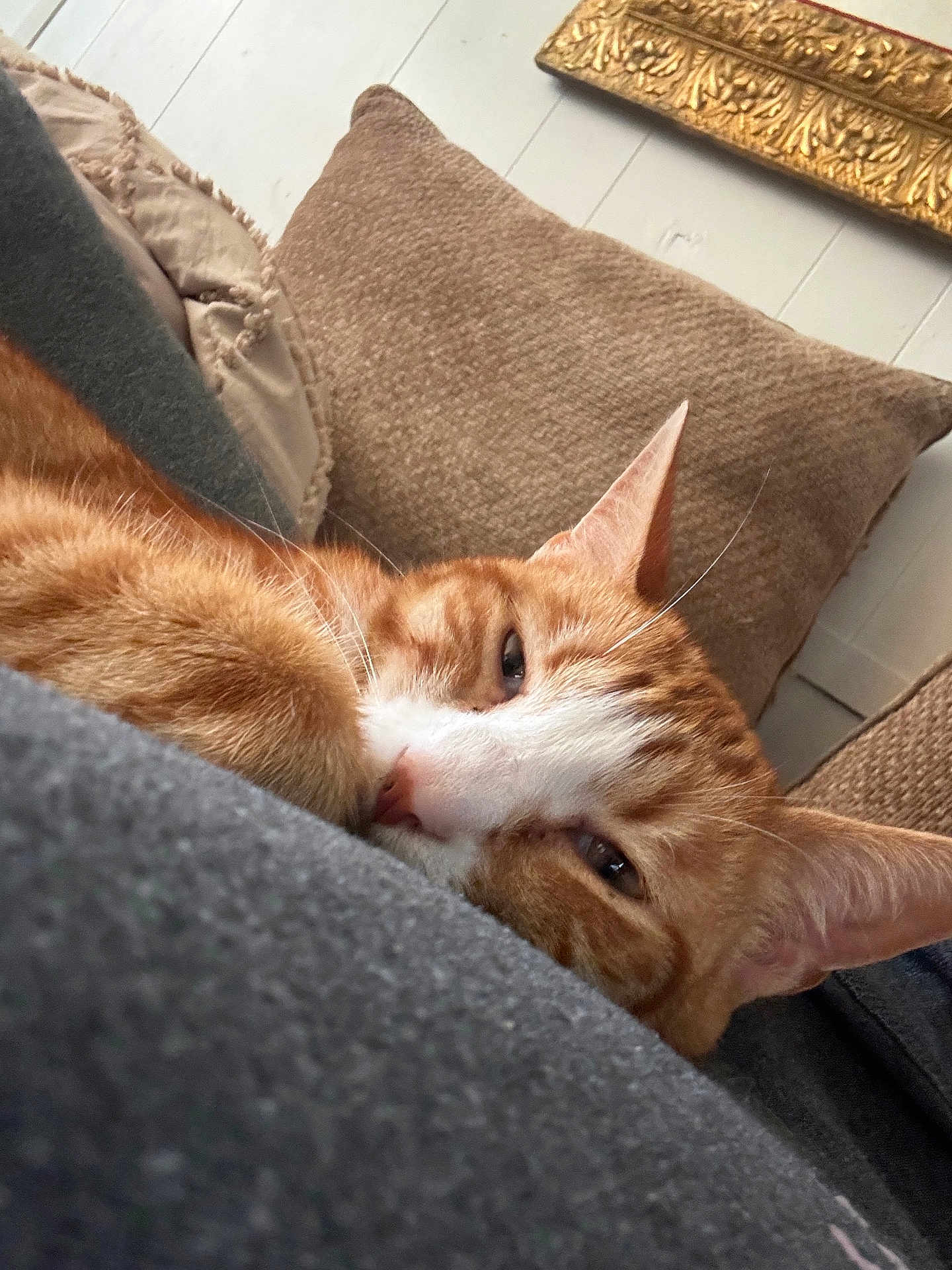 Carl is registered to the contest to win money with this photo: cat, orange_tabby, sleeping, close_up, cozy, cushion, pillow, indoor, pet, feline, whiskers, ears, fur, resting, relaxed, home, comfort, soft_texture, cute, animal