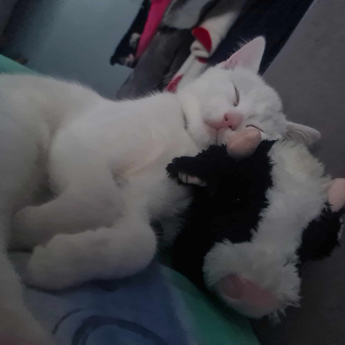 Sid joined the competition — help win amazing prizes! abyssinian, angora, animal, bed, bedroom, cat, couch, furniture, homedecor, indoors, kitten, manx, person, pet, plush, rabbit, siamese, sleeping, toy, white