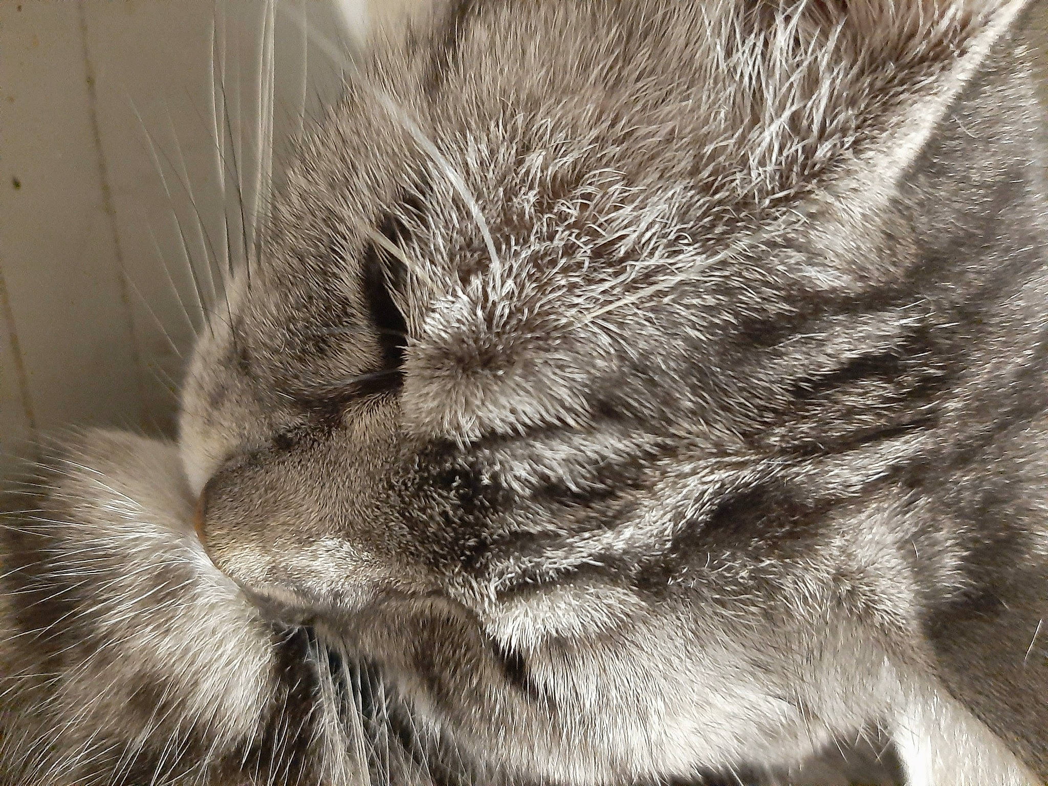 Miette a rejoint le concours — aidez-le/la à gagner de superbes lots ! black_and_white, carnivore, cat, close_up, ear, eye, felidae, fur, macro_photography, monochrome, nap, nebelung, nose, photography, skin, sleep, small_to_medium_sized_cats, snout, tabby_cat, whiskers