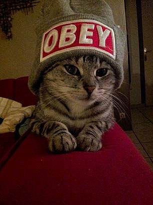 Miette participe au concours pour gagner de l'argent avec cette photo : asian, california_spangled, carnivore, cat, domestic_short_haired_cat, european_shorthair, felidae, kitten, photo_caption, small_to_medium_sized_cats, whiskers