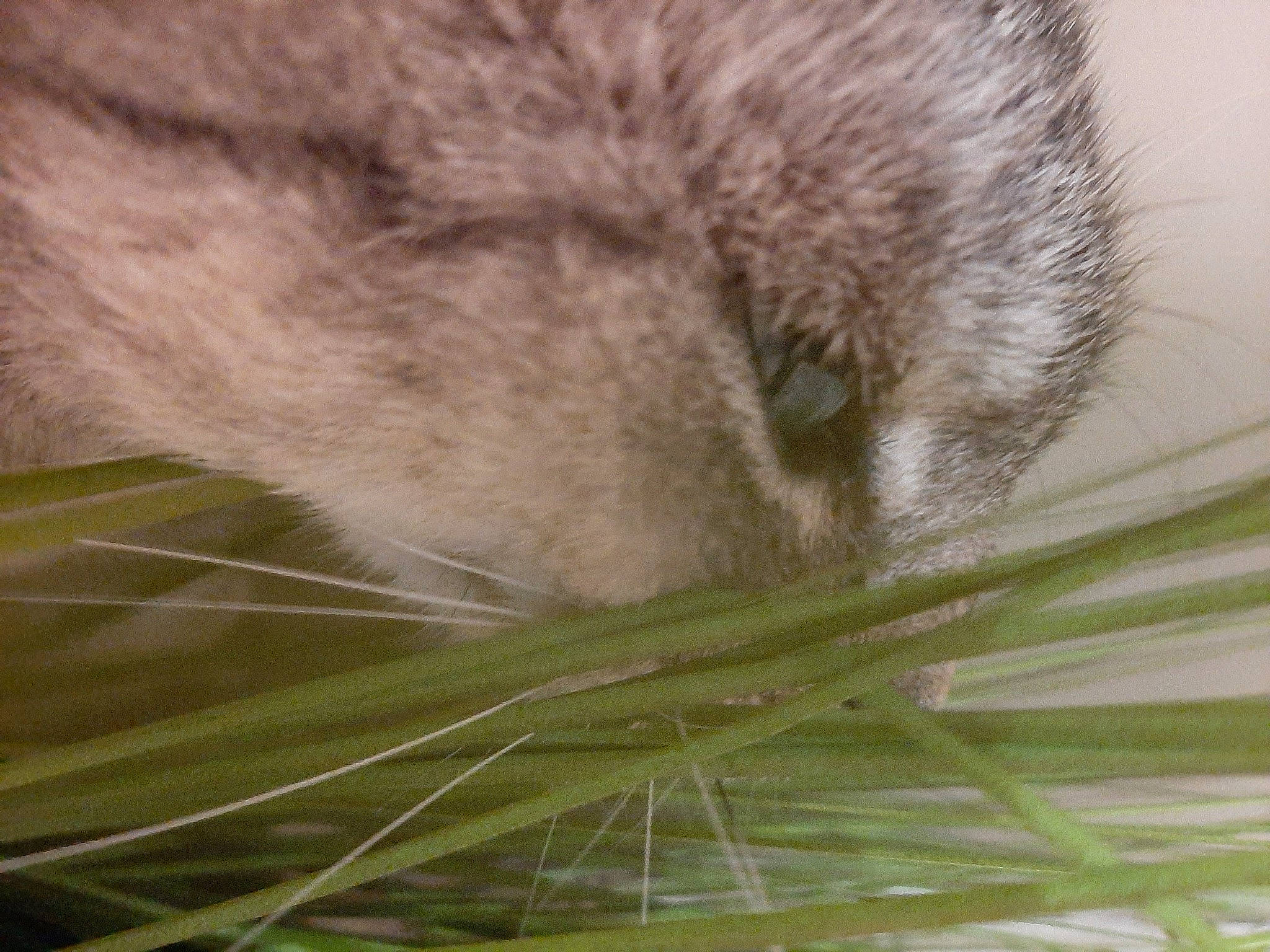 Miette a rejoint le concours — aidez-le/la à gagner de superbes lots ! cat, close_up, eye, felidae, fur, grass, grass_family, plant, small_to_medium_sized_cats, snout, whiskers, wildlife