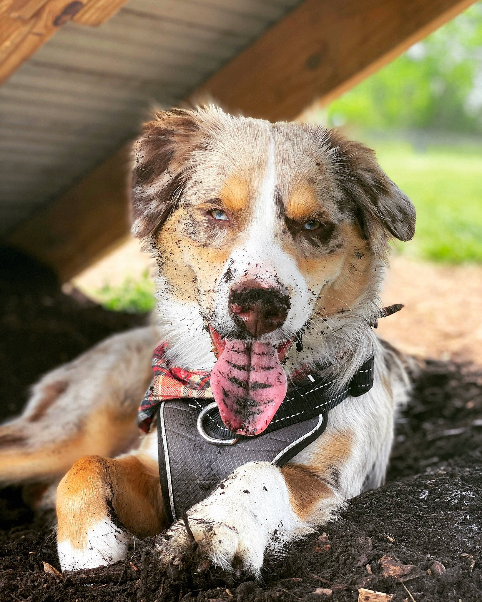 Archie is registered to the contest to win money with this photo: canidae, carnivore, collar, companion_dog, dog, dog_breed, dog_collar, dog_supply, fur, grass, hunting_dog, leash, plant, puppy, terrestrial_animal, terrier, whiskers, wood, working_dog, working_terrier