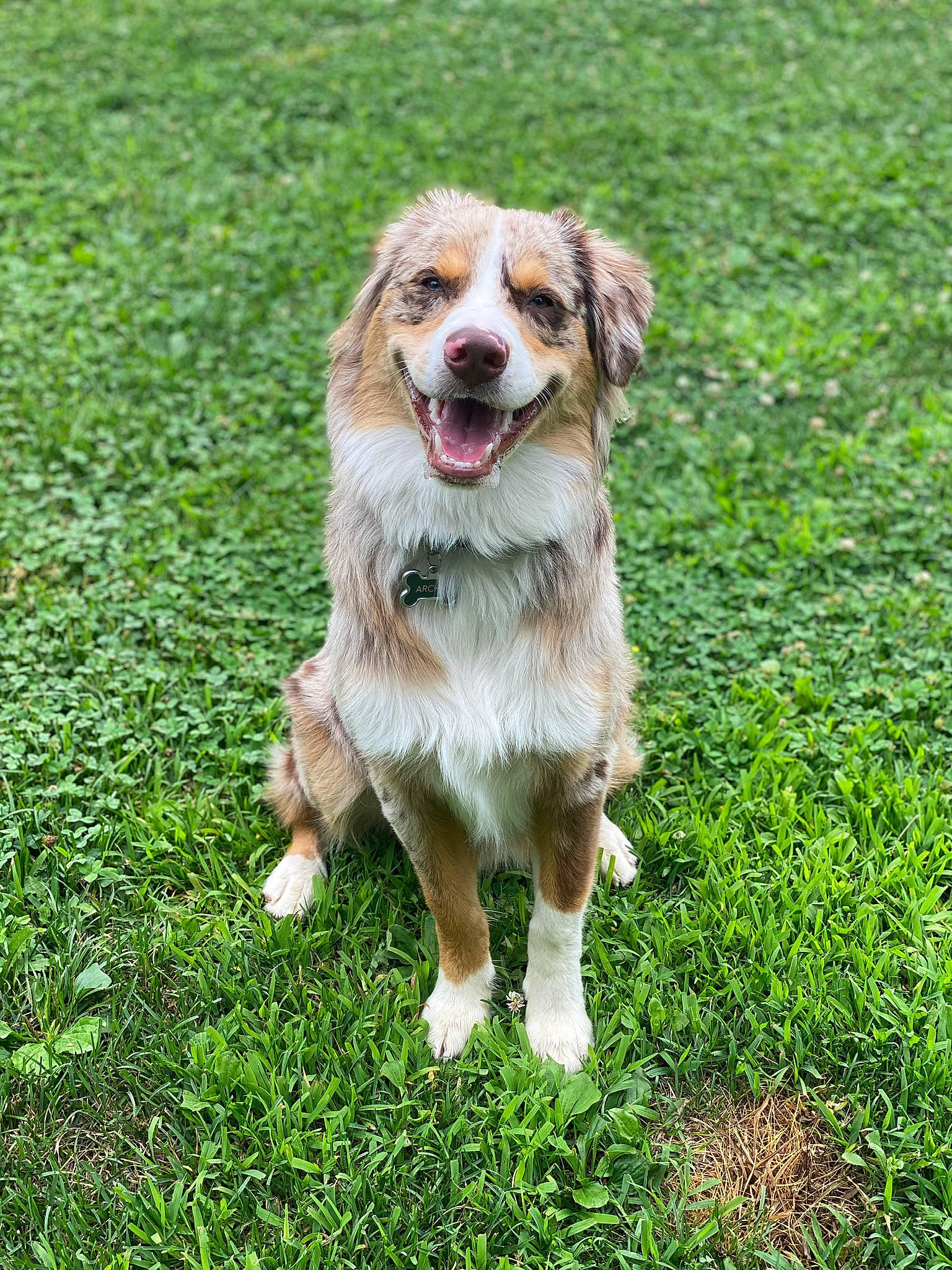 Archie joined the competition — help win amazing prizes! carnivore, companion_dog, dog, dog_breed, fang, grass, grassland, groundcover, gun_dog, plant, retriever, sporting_group, terrestrial_animal, whiskers, working_dog