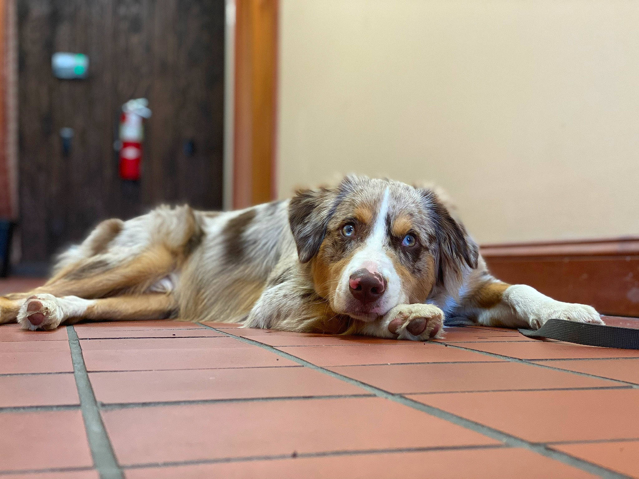 Archie joined the competition — help win amazing prizes! bored, canidae, carnivore, companion_dog, dog, dog_breed, door, floor, flooring, fur, gun_dog, hardwood, puppy, room, sporting_group, terrestrial_animal, texas_heeler, window, wood, working_dog