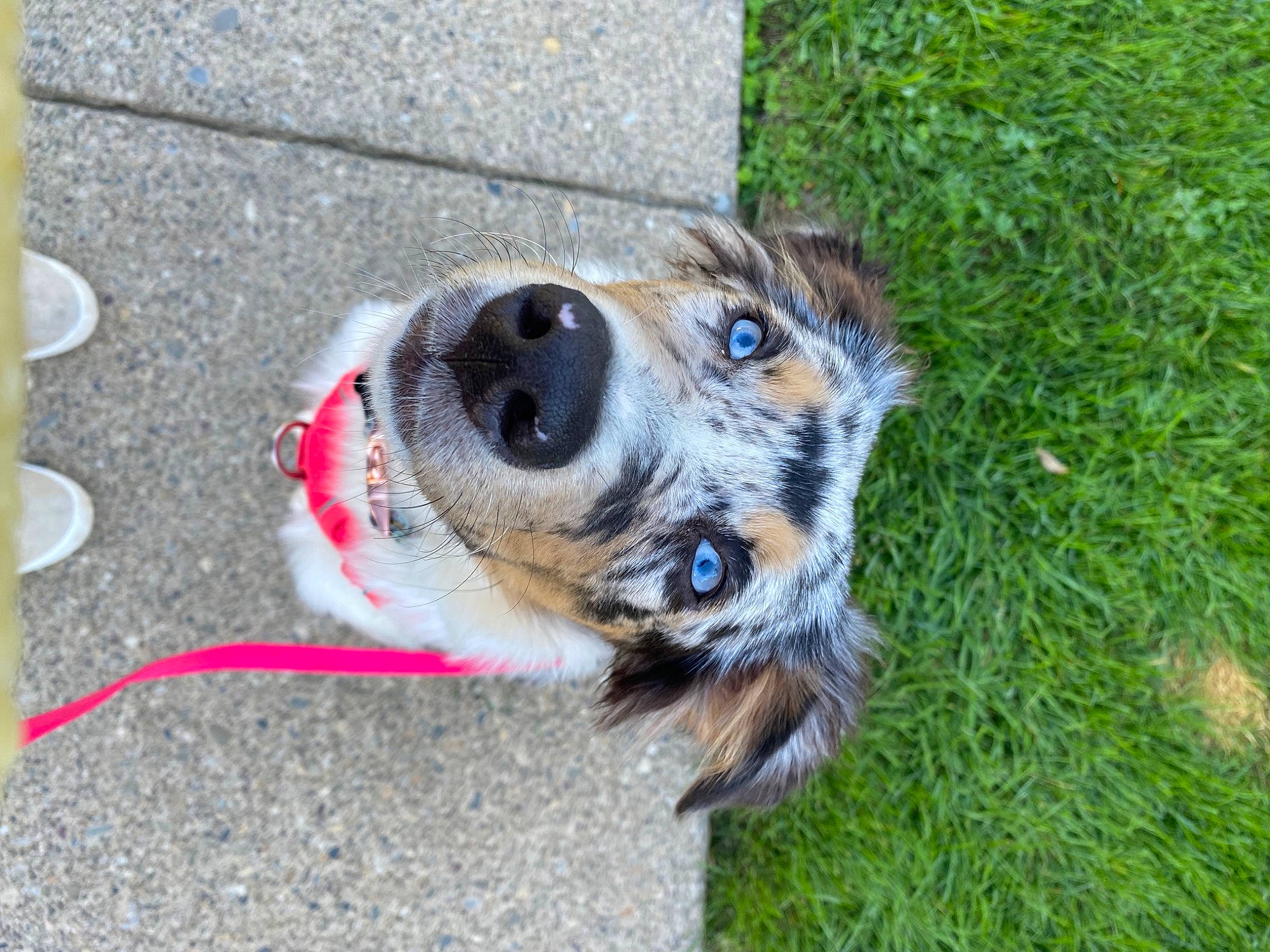 Lana is registered to the contest to win money with this photo: australian_cattle_dog, canidae, carnivore, collar, companion_dog, dog, dog_breed, dog_supply, fawn, fur, grass, leash, paw, pet_supply, plant, snout, sporting_group, tail, terrestrial_animal, whiskers