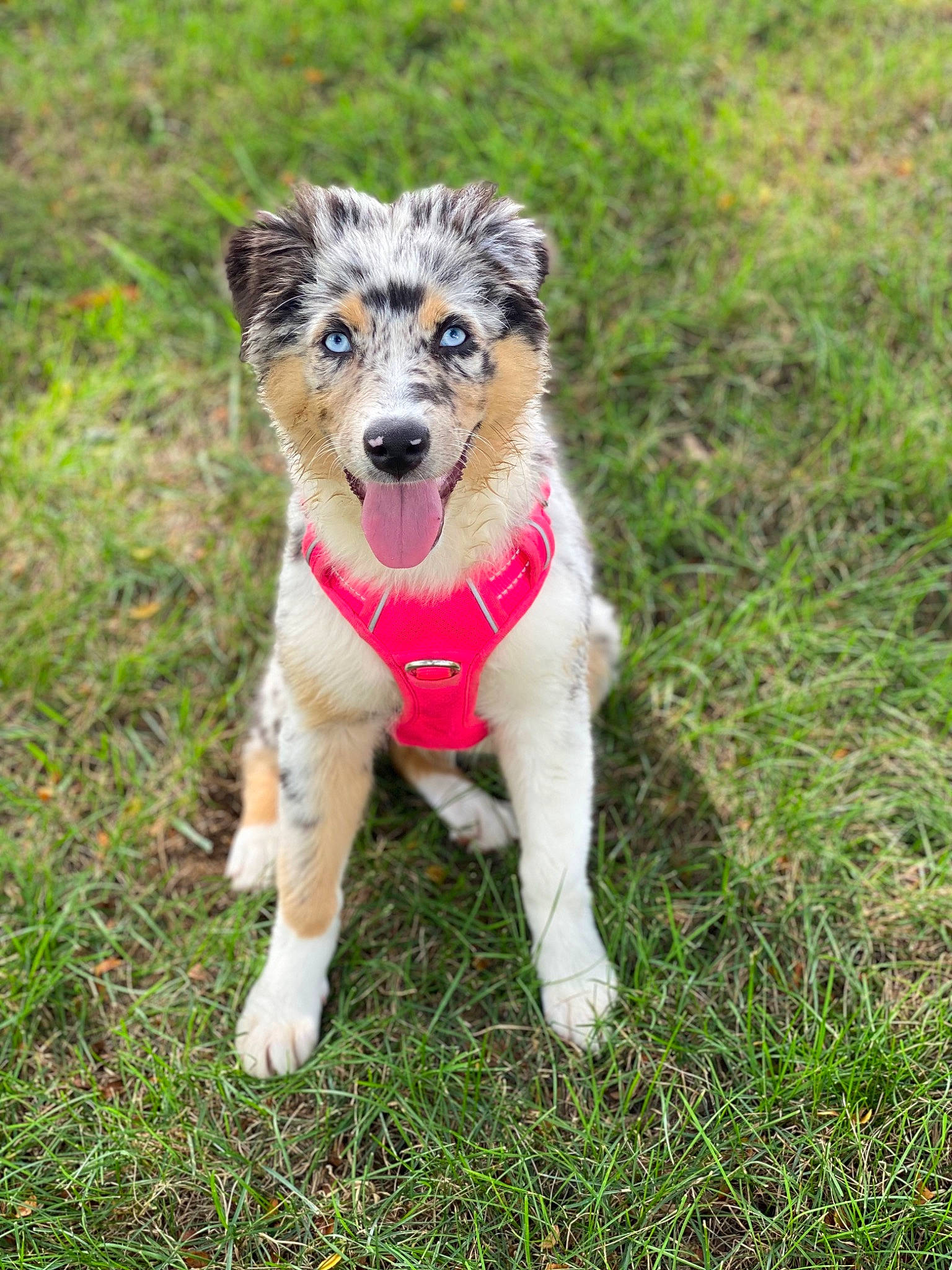 Lana is registered to the contest to win money with this photo: ancient_dog_breeds, border_collie, canidae, carnivore, collar, companion_dog, dog, dog_breed, fawn, grass, herding_dog, plant, snout, sporting_group, tail, terrestrial_animal, whiskers, working_animal, working_dog