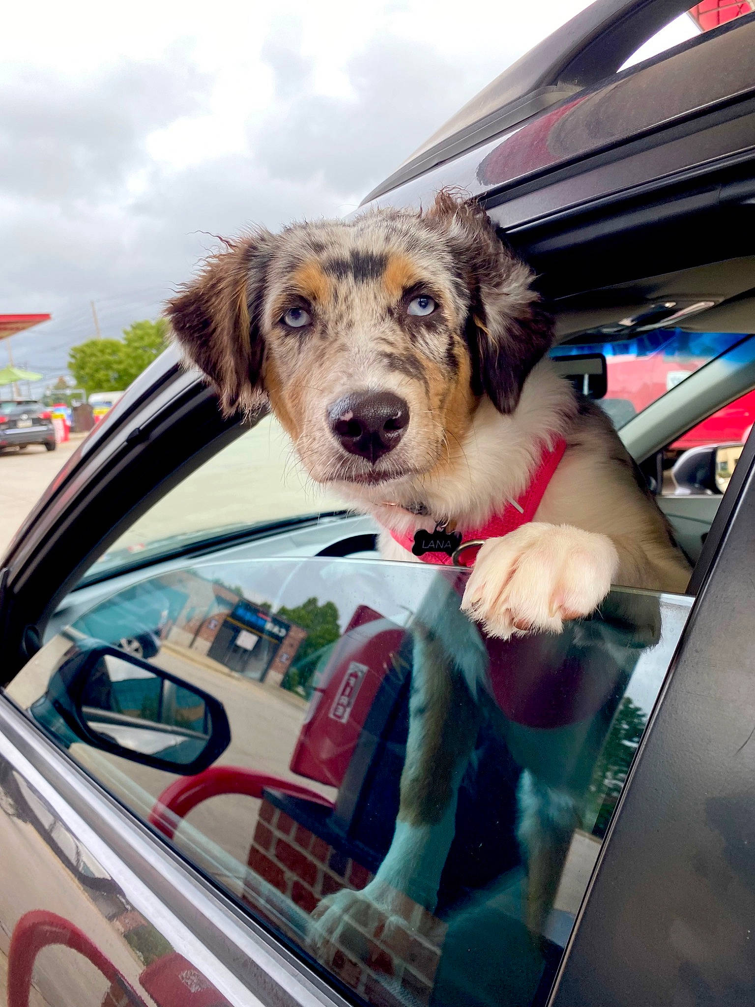 Lana is registered to the contest to win money with this photo: auto_part, automotive_design, automotive_exterior, automotive_lighting, automotive_window_part, car, carnivore, cloud, companion_dog, dog, glass, hood, mode_of_transport, motor_vehicle, personal_luxury_car, sky, street_fashion, vehicle, vehicle_door, windshield