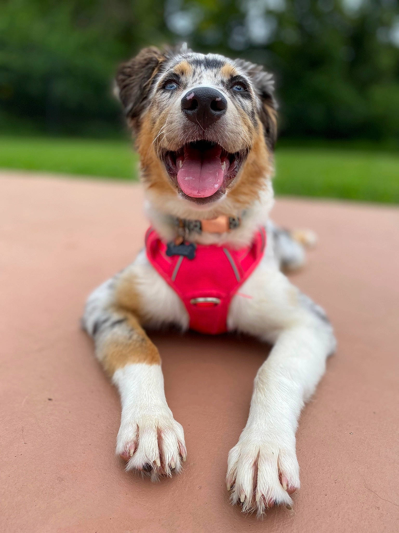 Lana is registered to the contest to win money with this photo: ball, canidae, carnivore, collar, companion_dog, dog, dog_breed, dog_clothes, dog_collar, dog_supply, fawn, leash, liver, paw, plant, snout, sporting_group, tennis_ball, whiskers, yawn