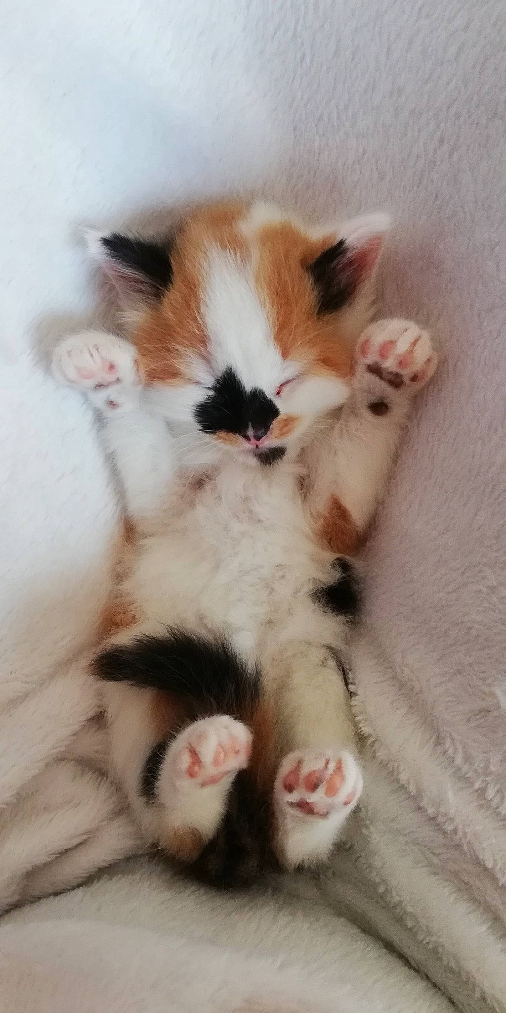 Pops participe au concours pour gagner de l'argent avec cette photo : aegean_cat, carnivore, cat, claw, fawn, felidae, japanese_bobtail, kitten, mammal, munchkin, norwegian_forest_cat, paw, polydactyl_cat, ragamuffin, small_to_medium_sized_cats, tail, turkish_van, whiskers