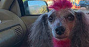 Axle Rose is registered to the contest to win money with this photo: dog, poodle, pink_hair, car_interior, pet, animal, window, side_mirror, daylight, outdoor_view, curious, closeup, fur, canine, portrait, seat, vehicle, companion, cute, mohawk