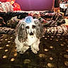 Axle Rose joined the competition — help win amazing prizes! dog, small_dog, blue_mohawk, fluffy, glass_table, coins, person, couch, blanket, teddy_bear, indoor, living_room, patterned_fabric, colorful, pet, curious, fur, resting, relaxed, home