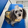 Axle Rose is registered to the contest to win money with this photo: dog, poodle, boat, life_jacket, blue_seat, water, pet, curly_fur, outdoor, animal, small_dog, adventure, marine, seat, cute, waiting, fur, canine, portrait, travel
