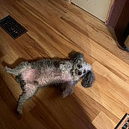 Axle Rose joined the competition — help win amazing prizes! dog, curly_hair, lying_down, indoor, wooden_floor, pet, small_dog, belly_up, floor_vent, door, shadow, looking_at_camera, fur, ears, flooring, home, animal, cute, relaxed, companion