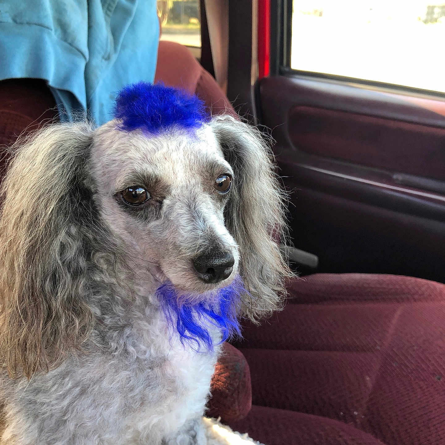 Axle Rose is registered to the contest to win money with this photo: dog, poodle, blue_hair, mohawk, beard, car_interior, car_seat, blanket, jacket, window, pet, animal, curious, fluffy, indoor, seat_belt, fur, small_dog, portrait, vehicle
