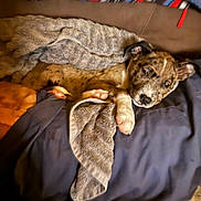 Dominic is registered to the contest to win money with this photo: dog, blanket, couch, pillow, pet, sleepy, cozy, indoor, fur, resting, brown, white, striped, comfort, cute, relaxed, animal, snuggled, home, nap