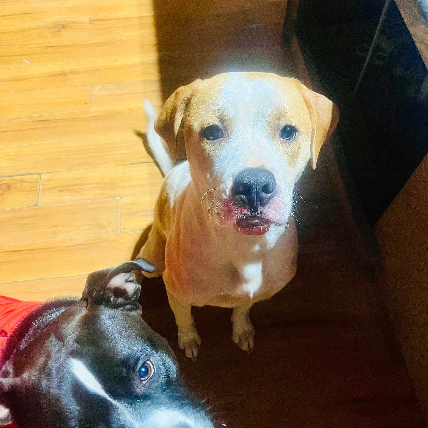 Theo joined the competition — help win amazing prizes! animal, black_dog, brown_dog, canine, companion, curious, dog, ears, flooring, indoor, light, looking_up, pets, red_jacket, shadow, sitting, snout, two_dogs, white_markings, wooden_floor