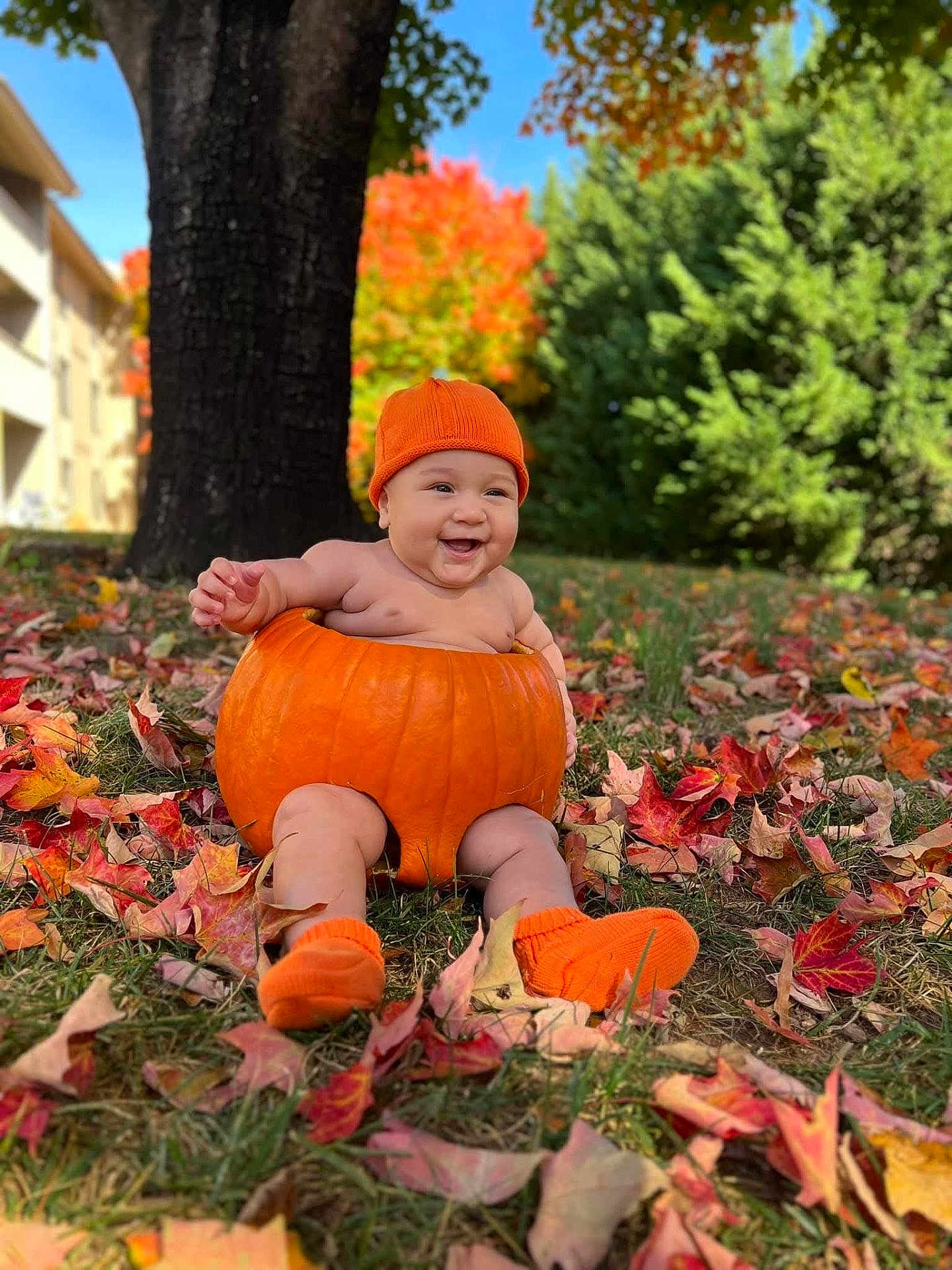 Nathan joined the competition — help win amazing prizes! baby, pumpkin, orange_hat, orange_socks, autumn_leaves, fall, tree, grass, outdoor, smiling, child, seasonal, nature, cute, holiday, hollow_pumpkin, greenery, daylight, playful, portrait