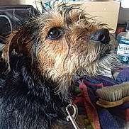Opale participe au concours pour gagner de l'argent avec cette photo : bosnian_coarse_haired_hound, canidae, carnivore, companion_dog, dog, dog_breed, dutch_smoushond, glen_of_imaal_terrier, mammal, morkie, norfolk_terrier, norwich_terrier, rare_breed_dog, schnoodle, small_terrier, snout, sporting_lucas_terrier, terrier, vertebrate, yorkshire_terrier