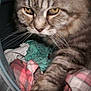 Mouquette participe au concours pour gagner de l'argent avec cette photo :