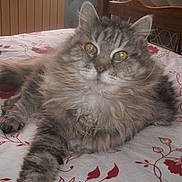 Mouquette participe au concours pour gagner de l'argent avec cette photo :