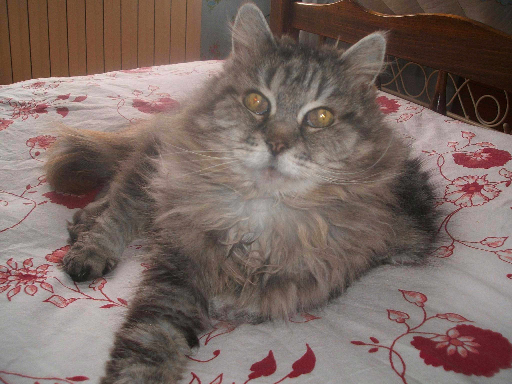 Mouquette