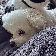 Jaeger participe au concours pour gagner de l'argent avec cette photo : dog, cat, animal, pet, fluffy, white, black, resting, blanket, cozy, indoor, furniture, couch, relaxing, fur, cute, companion, home, window, soft