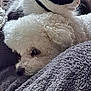 dog, cat, animal, pet, fluffy, white, black, resting, blanket, cozy, indoor, furniture, couch, relaxing, fur, cute, companion, home, window, soft