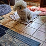 dog, indoor, tiled_floor, curly_fur, white_dog, towel, rug, door, glass_pane, broom, cushion, wooden_furniture, cozy, pet, small_dog, natural_light, floor_mat, home, quiet, resting