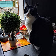 Evy participe au concours pour gagner de l'argent avec cette photo : cat, black_and_white_cat, indoor, potted_plant, window, kitchen_counter, curious, domestic_cat, pet, animal, plant, houseplant, feline, looking_outside, indoor_lighting, table, home, domestic_environment, fur, whiskers