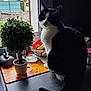 cat, black_and_white_cat, indoor, potted_plant, window, kitchen_counter, curious, domestic_cat, pet, animal, plant, houseplant, feline, looking_outside, indoor_lighting, table, home, domestic_environment, fur, whiskers
