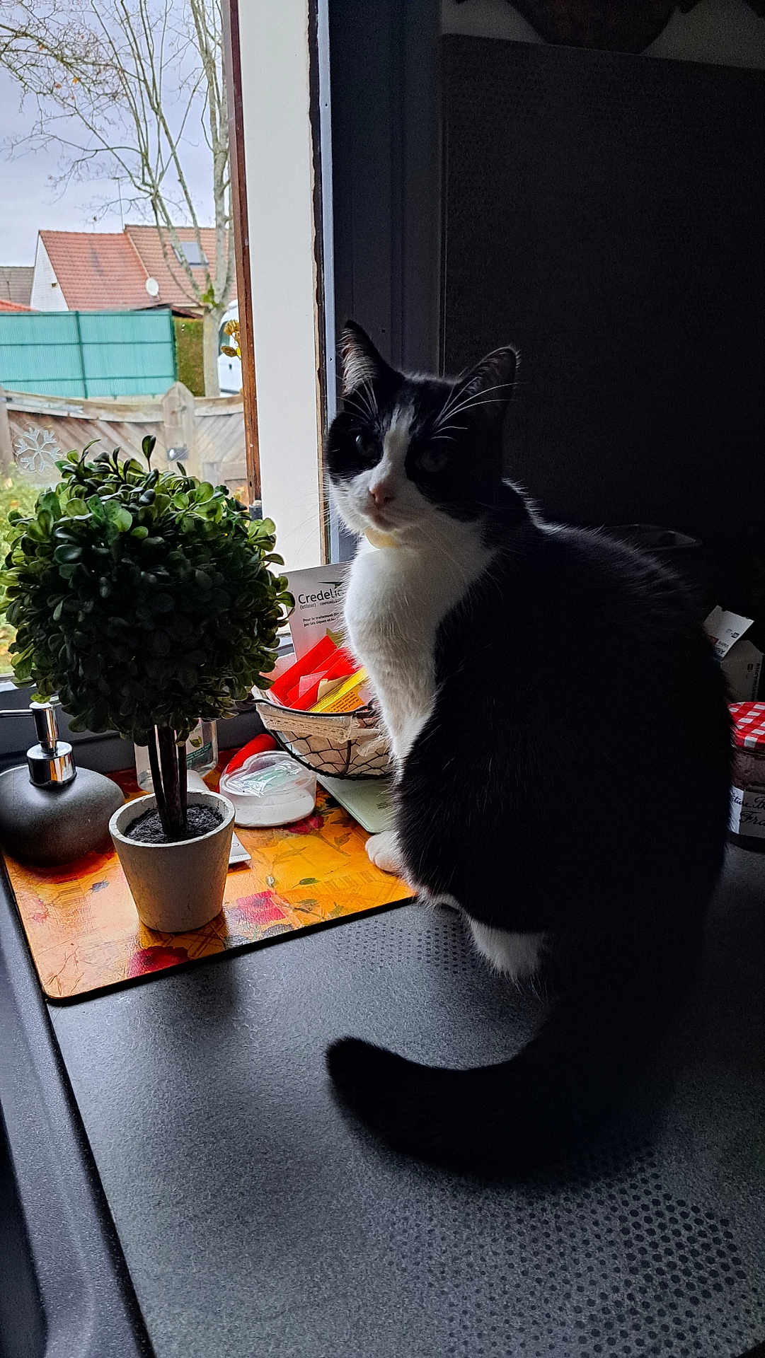 Evy participe au concours pour gagner de l'argent avec cette photo : cat, black_and_white_cat, indoor, potted_plant, window, kitchen_counter, curious, domestic_cat, pet, animal, plant, houseplant, feline, looking_outside, indoor_lighting, table, home, domestic_environment, fur, whiskers