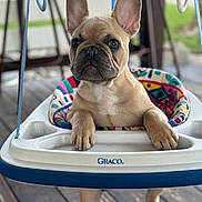 Kash is registered to the contest to win money with this photo: french_bulldog, puppy, dog, baby_swing, colorful, outdoor, wooden_floor, pet, animal, ears, paws, cute, young, playful, closeup, portrait, sitting, background_blur, daylight, graco
