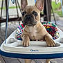 french_bulldog, puppy, dog, baby_swing, colorful, outdoor, wooden_floor, pet, animal, ears, paws, cute, young, playful, closeup, portrait, sitting, background_blur, daylight, graco