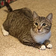 Andes joined the competition — help win amazing prizes! alert_gaze, brown, carpet, cat, close_up, cute, domestic_cat, ears, feline, fur, green_eyes, indoor, paws, pet, portrait, relaxed, sitting, tabby_cat, whiskers, white