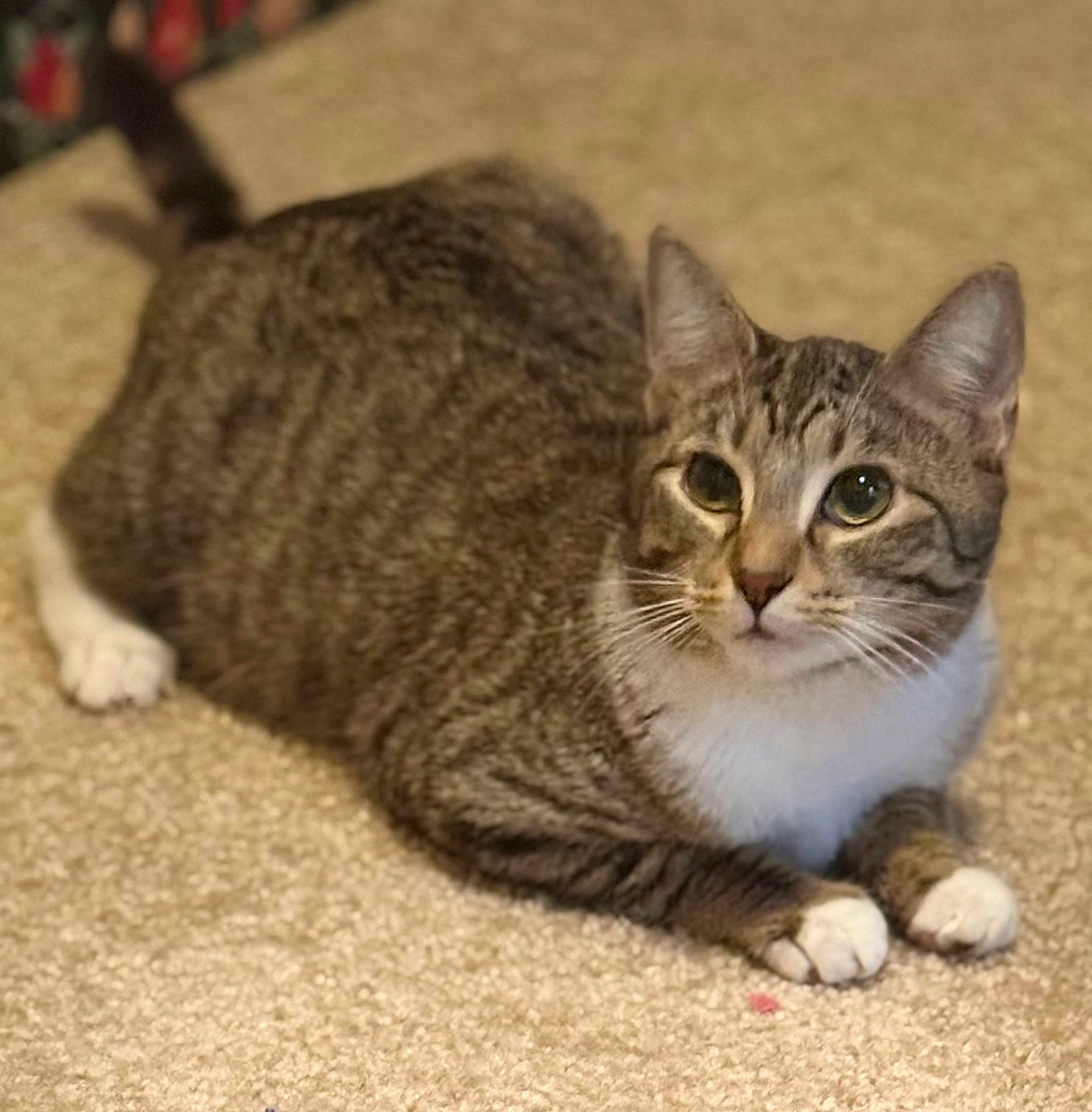 Andes joined the competition — help win amazing prizes! alert_gaze, brown, carpet, cat, close_up, cute, domestic_cat, ears, feline, fur, green_eyes, indoor, paws, pet, portrait, relaxed, sitting, tabby_cat, whiskers, white