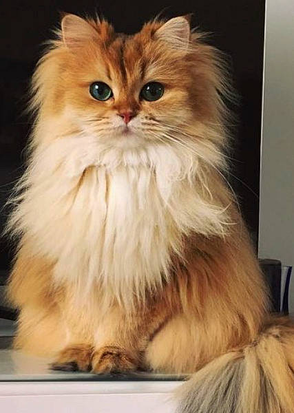 Huguette a rejoint le concours — aidez-le/la à gagner de superbes lots ! british_longhair, carnivore, cat, fawn, felidae, fur, peach, persian, plant, small_to_medium_sized_cats, snout, terrestrial_animal, whiskers, wood