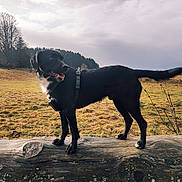 Mickey participe au concours pour gagner de l'argent avec cette photo : dog, black_dog, outdoor, log, grass, field, tree, nature, pet, canine, animal, collar, harness, rural, landscape, sky, cloudy, standing, tongue_out, alert