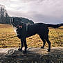 dog, black_dog, outdoor, log, grass, field, tree, nature, pet, canine, animal, collar, harness, rural, landscape, sky, cloudy, standing, tongue_out, alert
