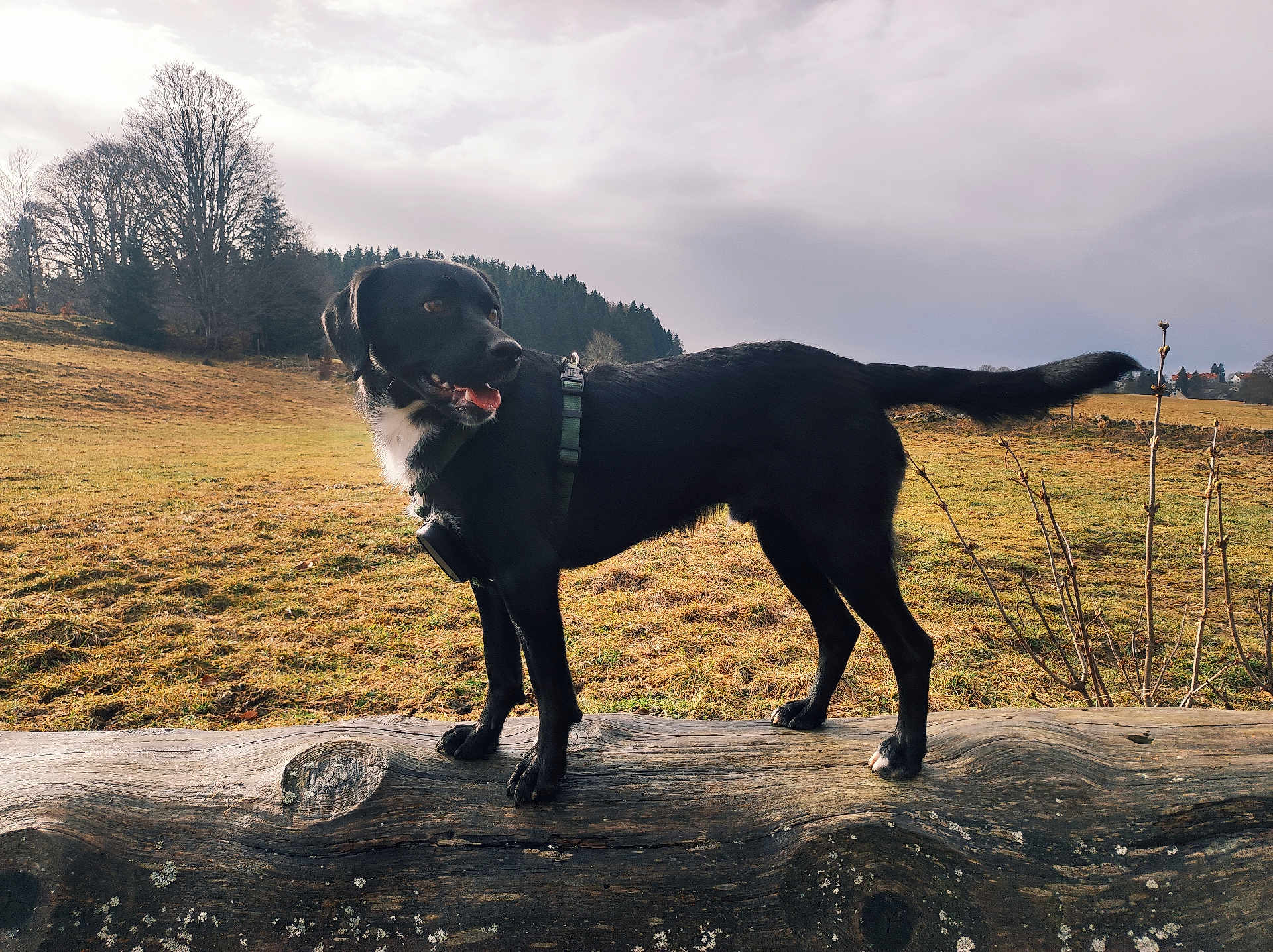 Mickey participe au concours pour gagner de l'argent avec cette photo : dog, black_dog, outdoor, log, grass, field, tree, nature, pet, canine, animal, collar, harness, rural, landscape, sky, cloudy, standing, tongue_out, alert