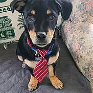 Seamus joined the competition — help win amazing prizes! dog, puppy, tie, black_and_tan, pet, sitting, quilted_blanket, floral_couch, indoor, cute, attentive, small_dog, collar, decorative_blanket, house_pattern, front_paws, fur, ears, nose, eyes