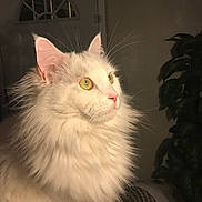 Blu joined the competition — help win amazing prizes! cat, fluffy, white_cat, indoor, pet, feline, animal, closeup, portrait, whiskers, ears, golden_eyes, fur, houseplant, door, lighting, side_view, curious, domestic_cat, cozy